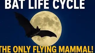 Life Cycle of Bats &ndash; The Only Flying Mammal on Earth