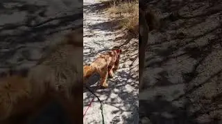 Is your dog pulling on lead during walks? What's the easiest solution? Well, it's in this video!