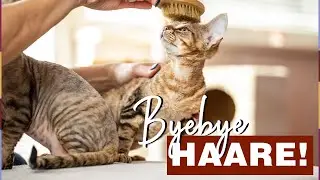 Katzenhaare entfernen: Diese Tricks helfen wirklich