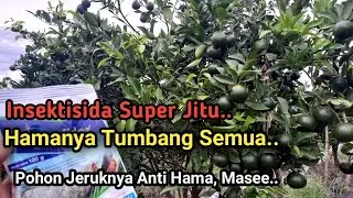 Insektisida Sistemik, Pembasmi Hama Bandel Pada Tanaman Jeruk.