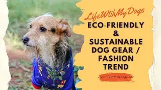 Eco‐friendly & sustainable dog gear / fashion Trend