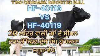 TOP 2 DENMARK IMPORTED BULLS HF-40116vs HF-40119 20 ਲੀਟਰ ਵਾਲੀ ਗਾਂ ਕਿੰਨਾ ਦੁੱਧ ਜੰਪ ਕਰ ਸਕਦੀ ਜਰੂਰ ਦੇਖੋ