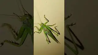 #🌎earth discoveries.[long-horned grasshopper].