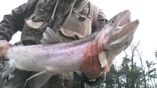 Credit River fishing - Steelhead, Brown Trout & Atlantic Salmon