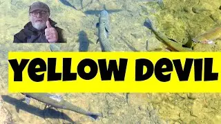Flies for rainbow trout (Yellow Devil lure)