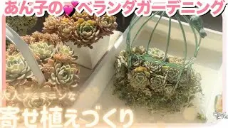 1/25 ②もう置き場所がない…鉢減らし寄せ植え🥰【多肉植物】【多肉】【ベランダ多肉】