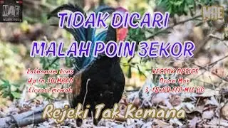 Hunting ke spot tekukur, tidak disangka poin Ayam Hutan