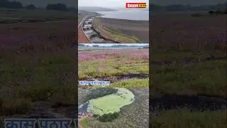Kaas pathar satara : #kaas #kaasflowers #satara #sataranature