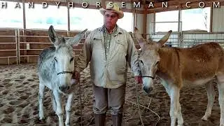 Teaching Horsemanship with a Donkey - Part 1