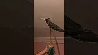ينفع السقف يصل الي كده