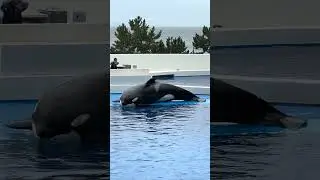 【神戸須磨シーワールド】ステラママ　オルカスタディアム　2024 KOBE SUMA SEA WORLD ORCA STADIUM