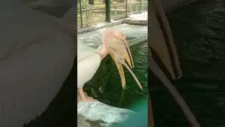 Rosy Pelican #youtubeshorts #shorts #birds