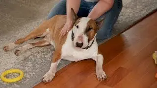 Bull Terrier TV - Egészség - Kutyamasszázs