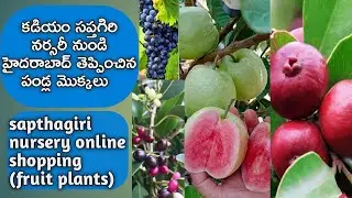 sapthagiri nursery kadiyam, online fruit plants shopping  |  @mymomsterracegarden @saptagirinursery