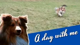 Shetland Sheepdog energy build up