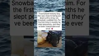 🔴Military Dog Rex & Cat Snowball &ndash; A True Story of Healing and Love ✨