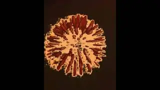 The highest of all highs(MUSIC VIDEO)- D.S.K.