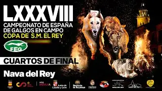 SEGUNDA JORNADA Cuartos de Final LXXXVIII  Campeonato de España Galgos en Campo COPA DE S,M, EL REY