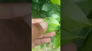 #insectsofinstagram #nature #insects