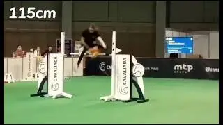 Cavaliada Hobby horse Kraków | 04.03.2023r. | Potęga skoku