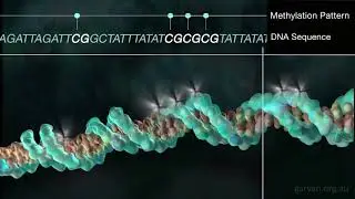 DNA methylation