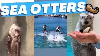 🤣 Sea Otter Comedy Splash 2023: Irresistibly Cute & Funny Otter Moments Compilation 🦦🌊
