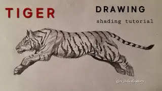 How to Draw a Realistic Tiger  | Shading Drawing