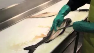 Black Cod Cutting Yield Test