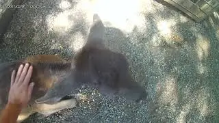 Vlog #87 Deer Farm Exotic Petting Zoo @ Sevierville, TN (5/7)