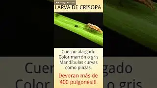 Conociendo insectos ben&eacute;ficos #1 &ndash; La Crisopa: cazadora silenciosa de la huerta