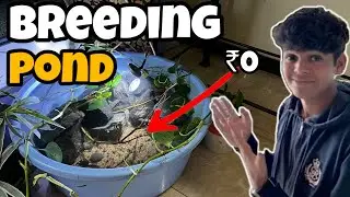 Breeding Fish at Home Without Spending a Rupee! (FREE Pond DIY)&rdquo;