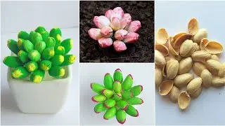 Pista Shell Crafts-3 Types of Succulents - Moonstone , Jelly Bean and more