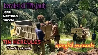 Muat sawit di TPh buah restan!! Bersama Tim Hercules@Gino Chennel