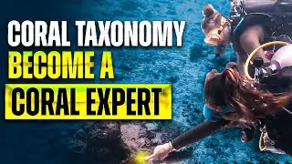 Become A Coral Expert: Identification And Taxonomy Training In Koh Tao