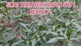 SILING TAIWAN FERTILIZATION STEP 6