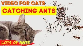 CAT GAMES - Catching REALISTIC Ants! Insect Video For Cats to Watch