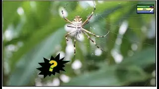Aranha | Se Tiver Dó, Não Veja!