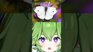 THE MOST COMMON BUTTERFLY IN THE WORLD?!