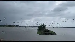 Kolleru Bird Sanctuary