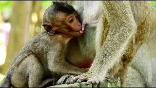 Pity poor baby Lori very hungry try get milk from Amari/Old skinny mother may not enough milk .