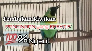 CUCAK RANTING GACOR SUARA JERNIH UNTUK PANCINGAN YANG SUSAH BUNYI || CUCAK RANTING GACOR FULL Isian