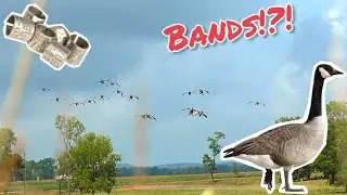 Early Season GOOSE Hunt | West Virginia Banded Bird