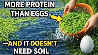 More Protein Than Eggs. Grows Without Soil. Why Was This Plant Forgotten by History?
