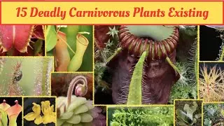 The most Deadly Carnivorous Plants #plants #science #facts #carnivorousplants #deadly #dangerous