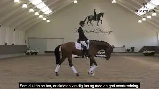 Fynch Hatton by Formel Eins/Sir Donnerhall, stallion, born 2016