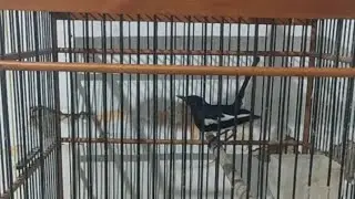 obral kacer barang mewah berkualitas