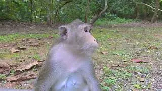 Old Video! Monkey Aaron plays with Mason seriously | @LaBuBuMonkeysTV855