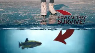 Under the Ice: The Secret World of Winter Fish