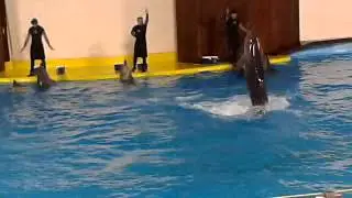 Dolphin show in jeddah