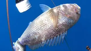 Pescasub Spearfishing : Dentice infinito.  4,5 kg a 43 metri dell' 8 Luglio